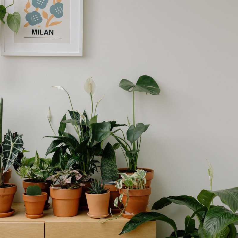 Supports pour plantes