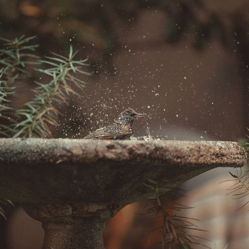 Abreuvoirs à oiseaux
