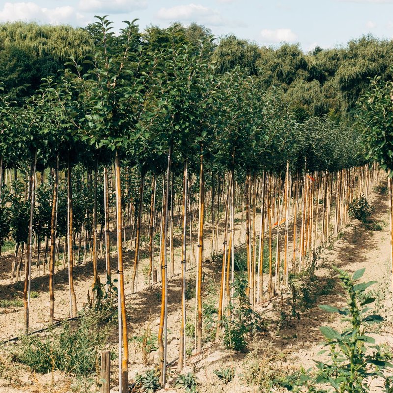 Supports & structures pour plantes