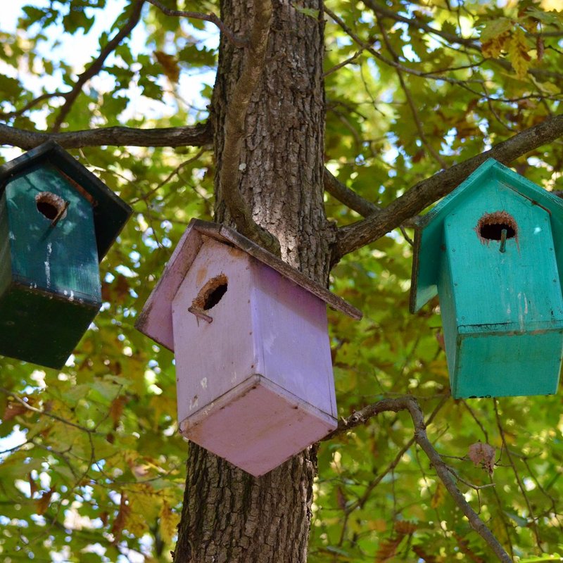 Cabanes à oiseaux
