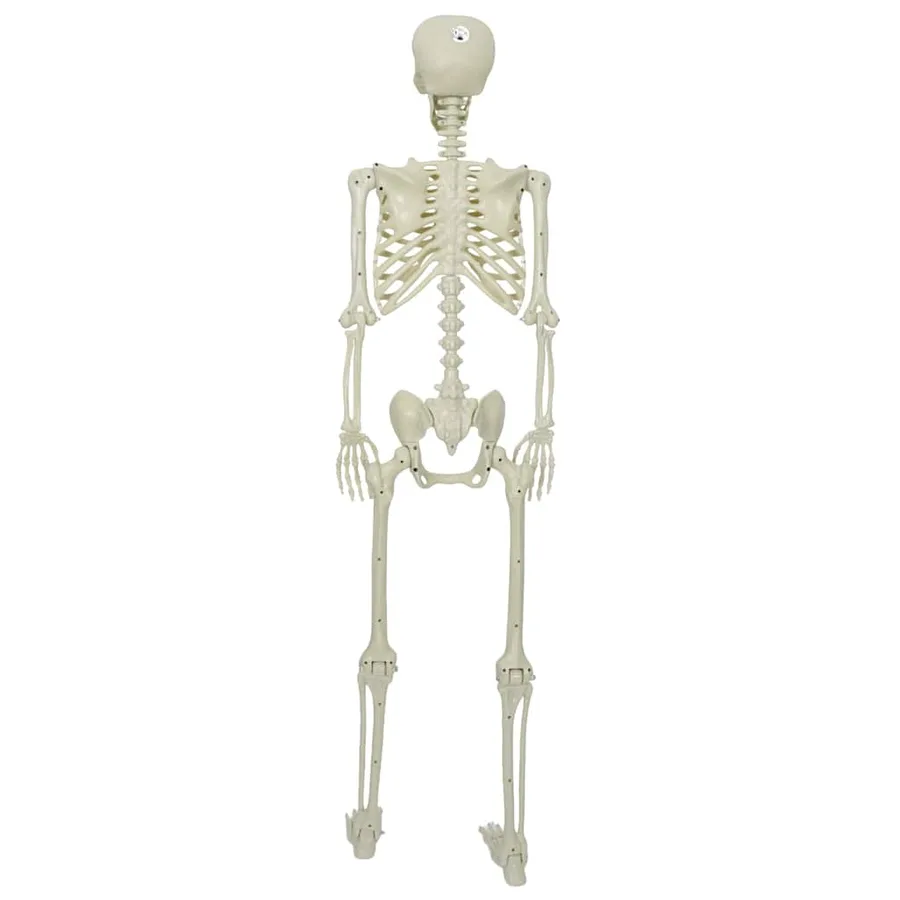 Squelette d'Halloween Blanc 155 x 38.5 cm Plastique - 5