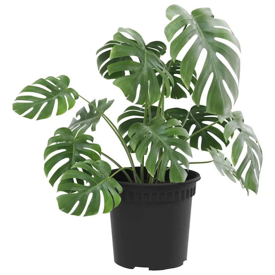Pot à fleurs rond 6 pcs Noir Ø 15 x 12 cm Plastique - 3