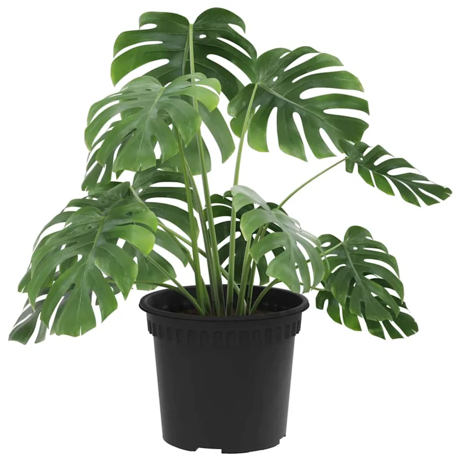 Pot à fleurs rond 6 pcs Noir Ø 12,5 x 10 cm Plastique - 3
