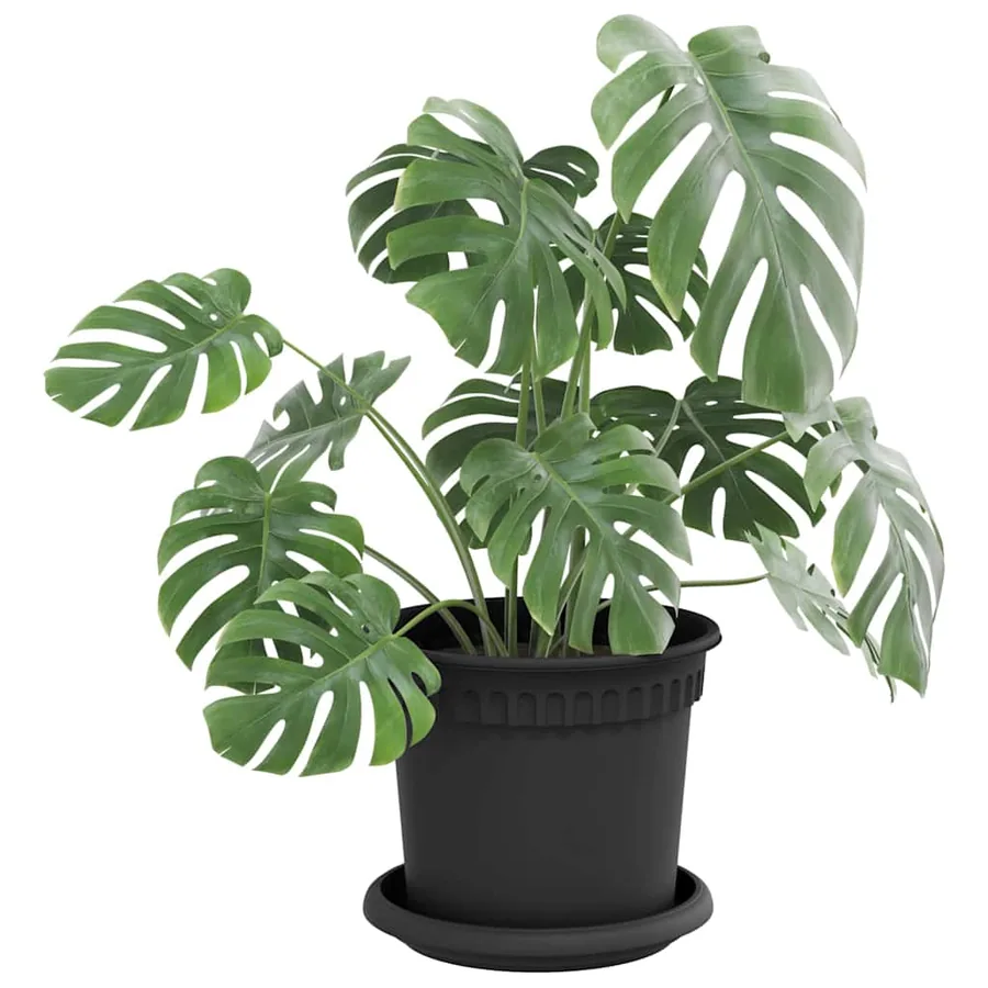 Plateau à fleurs rond 24 pcs Noir Ø 15,5 x 2 cm Plastique - 3