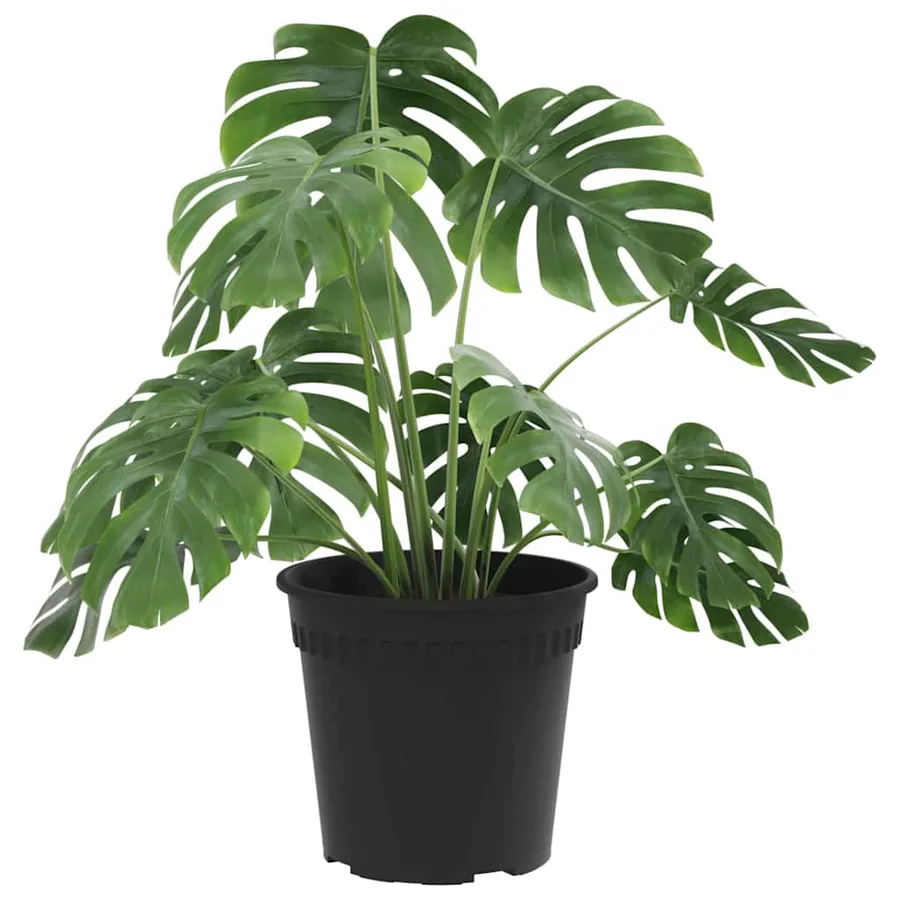 Pot à fleurs rond 6 pcs Noir Ø 19 x 16 cm Plastique - 3